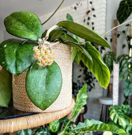 Hoya Joy Growing & Care Information