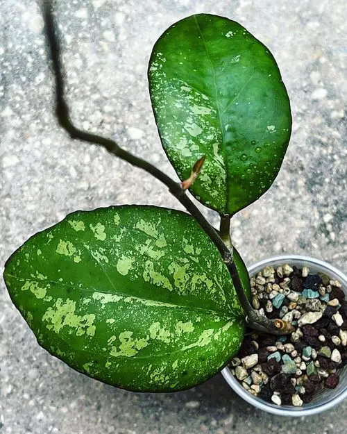 Hoya Joy Plant Information