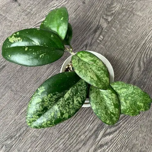 Hoya Joy Growing & Care Information 2