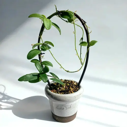 Hoya Lyi Care Guide | Growing Hoya Lyi 3