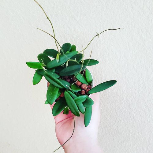 Hoya Lyi Care Guide | Growing Hoya Lyi 1