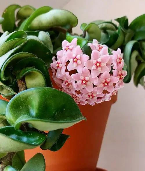 Hoya Flowering Secrets 1