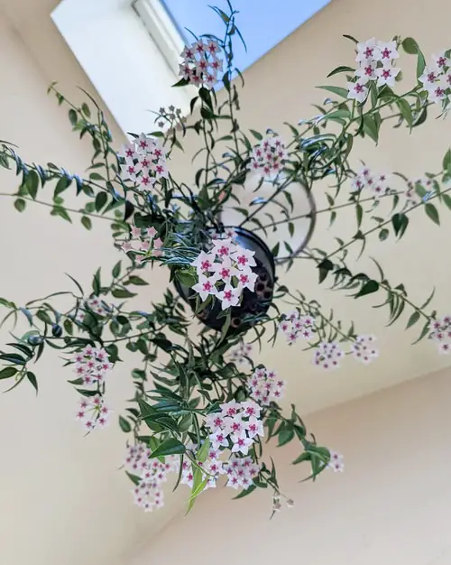 How to Get a Hoya Plant to Bloom
