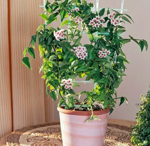 How to Get a Hoya Plant to Bloom 2