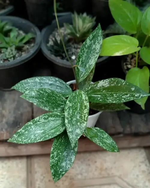 Hoya Rangsan Care and Growing Information