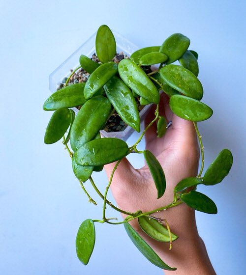 Hoya Lyi Care Guide | Growing Hoya Lyi 2