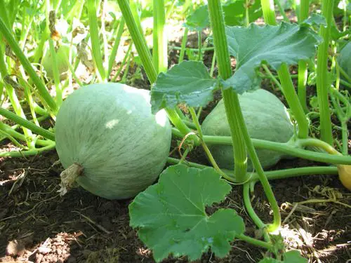 38 Best Types of Squash | Best Squash Varieties to Grow 11
