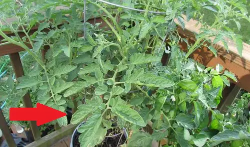 What are Tomato Suckers?