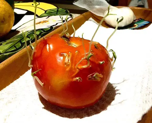 Fruits & Veggies Sprouting Anywhere 7