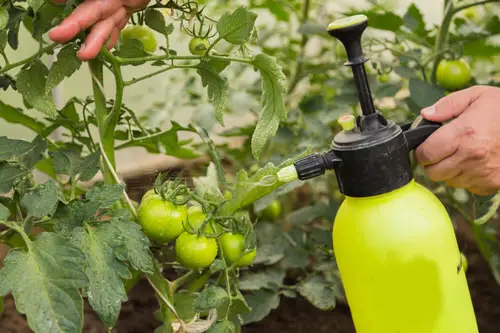 How to Get Rid of Tomato Hornworms 9