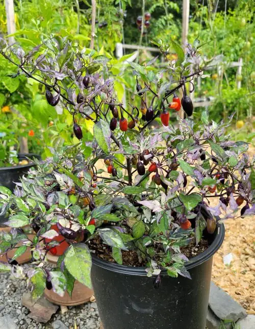 various varieties of ornamental peppers