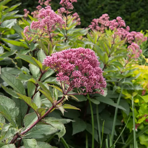 Best Perennial Flowers from Ohio 4