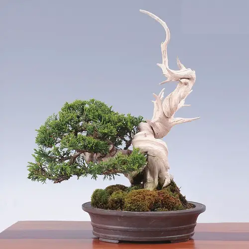 Goshin Bonsai tree
