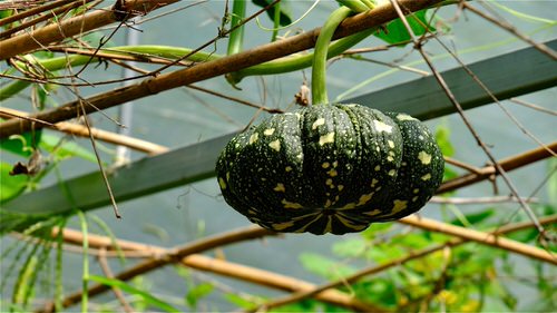 38 Best Types of Squash | Best Squash Varieties to Grow 13