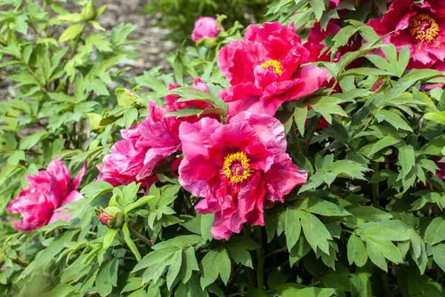 Beautiful Types of Purple Peony  2