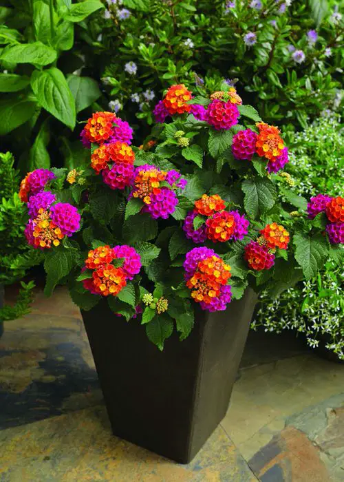 Best Flowers that Thrive in Poor Soil 1