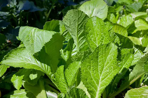 best Hanging Basket Vegetables 