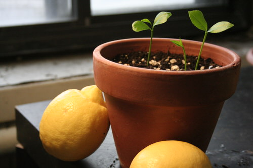 Fruits You Can Grow from Seeds