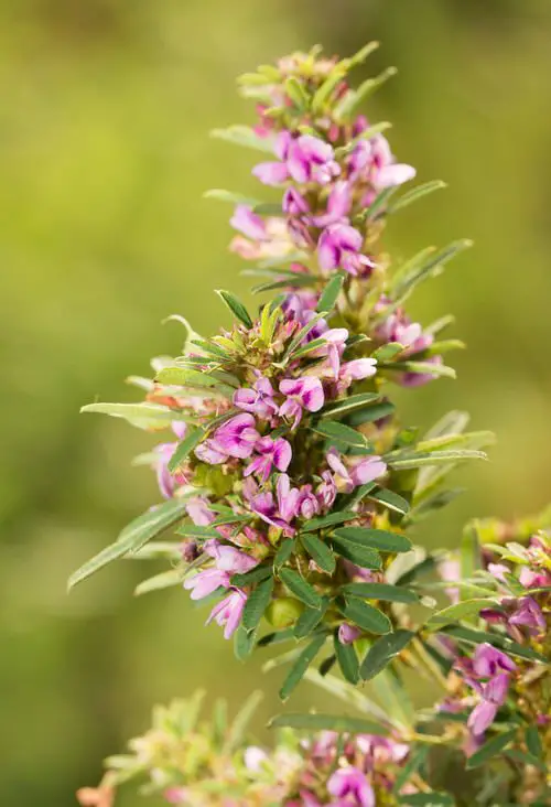 Best Perennial Flowers 14