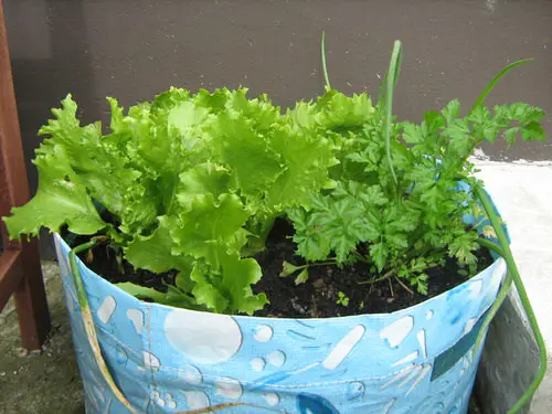 Best Vegetables to Grow in 5 Gallon Buckets in paper cover