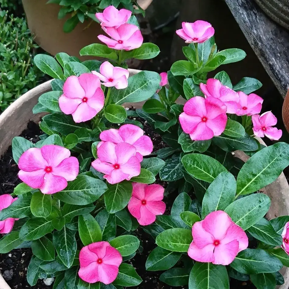 plants that Grow in Poor Soil 14