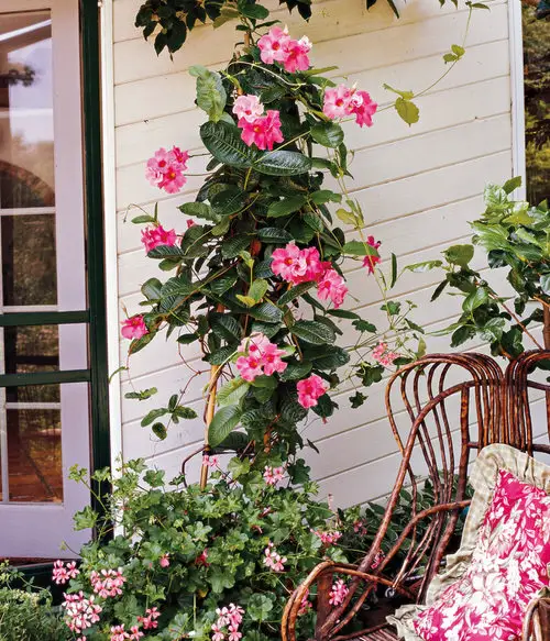 best Curb Appeal's Finest plant
