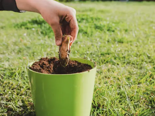 Fruits That Can Be Grown from Seeds and Kitchen Scraps