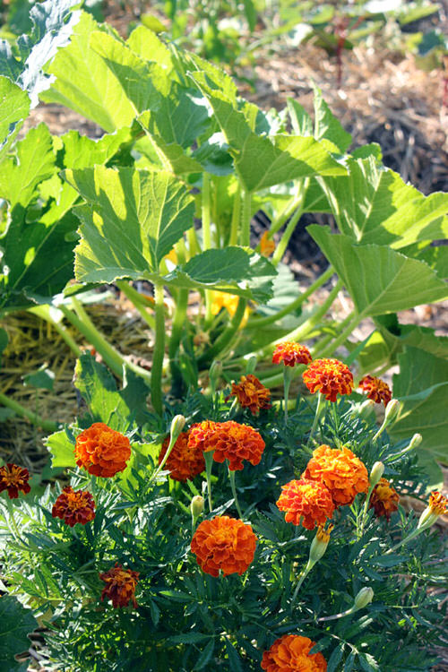 Benefits of Growing Marigolds in a Vegetable Garden 14