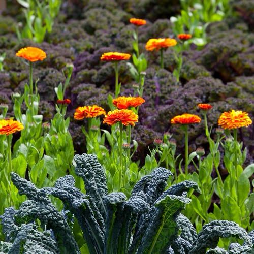 Benefits of Growing Marigolds in a Vegetable Garden 16