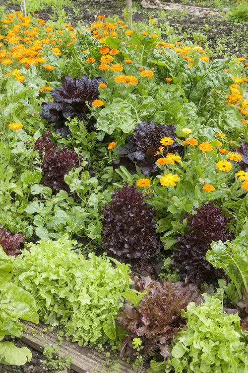 Marigold in Vegetable Garden Pictures 2