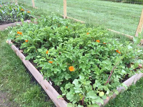 Benefits of Growing Marigolds in a Vegetable Garden 6