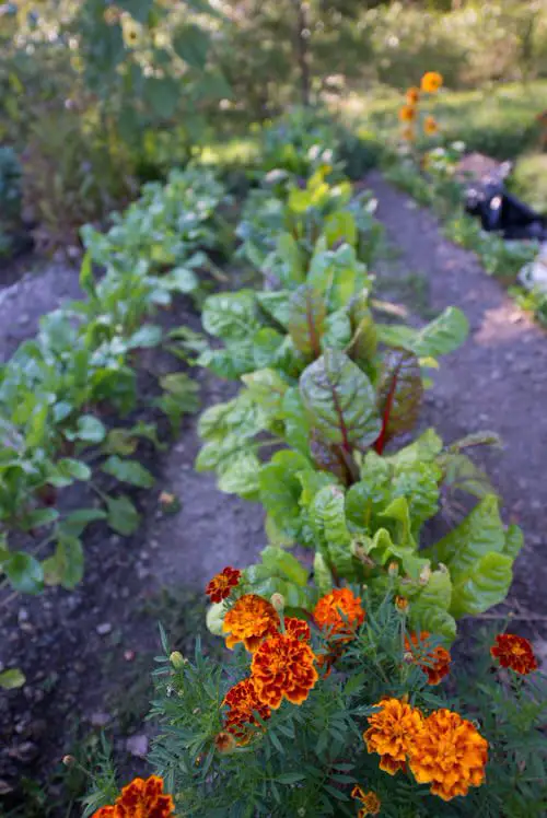 Benefits of Growing Marigolds in a Vegetable Garden 4