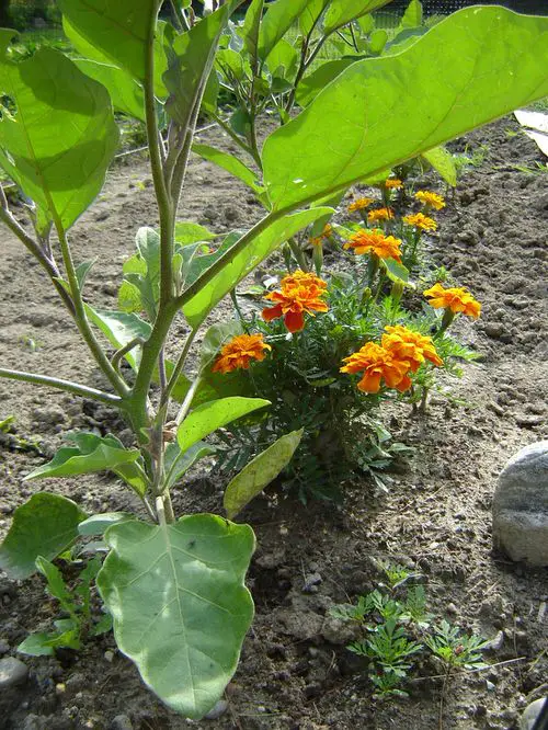 Benefits of Growing Marigolds in a Vegetable Garden 8