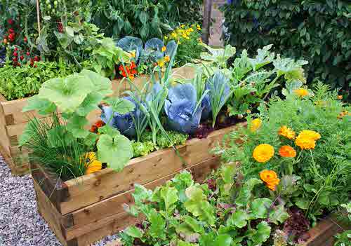 Benefits of Growing Marigolds in a Vegetable Garden 10