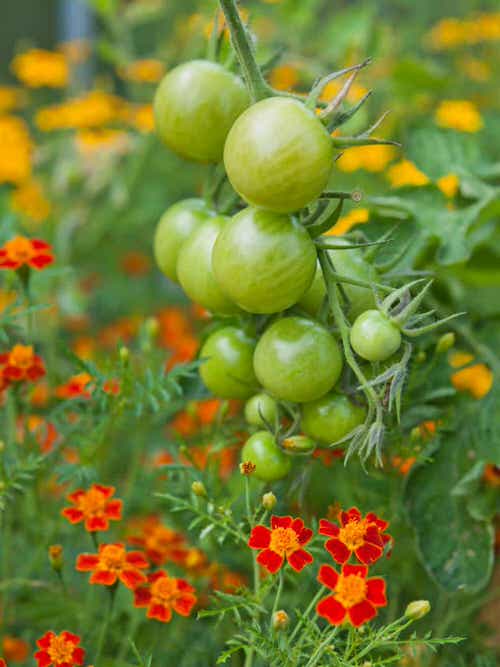 Marigold in Vegetable Garden Pictures 6