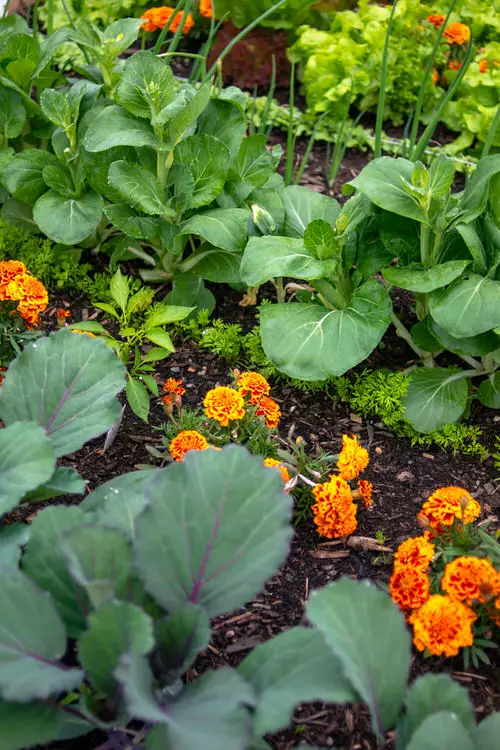 Benefits of Growing Marigolds in a Vegetable Garden 12