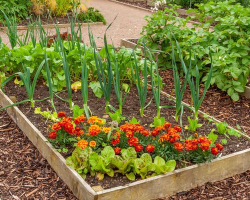 Benefits of Growing Marigolds in a Vegetable Garden 18