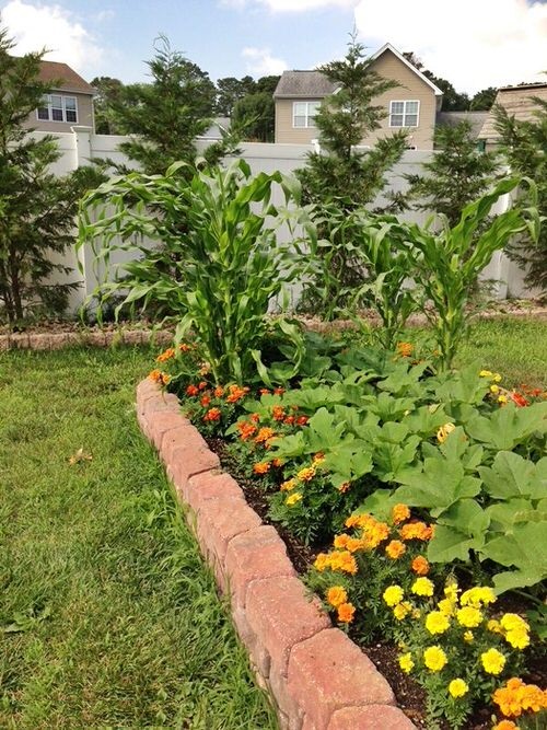Benefits of Growing Marigolds in a Vegetable Garden 20