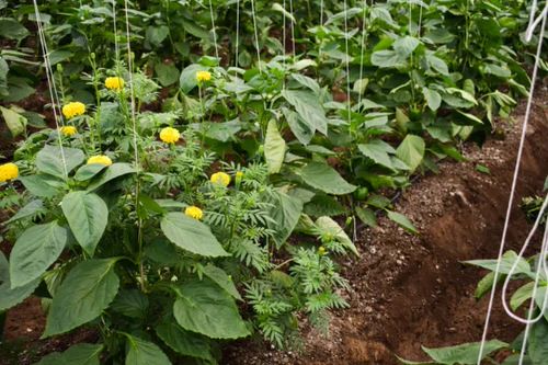 Benefits of Growing Marigolds in a Vegetable Garden 22