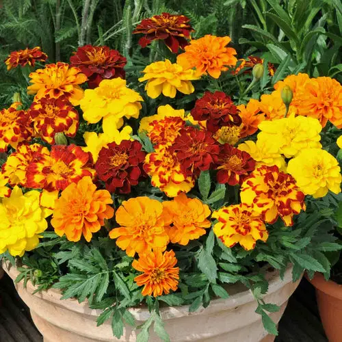 Perennial Flowers for Kentucky 5