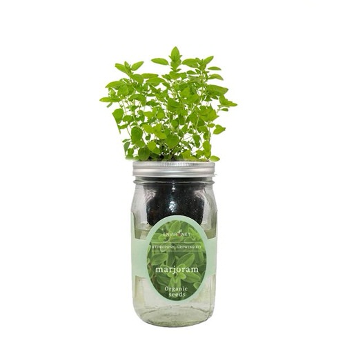 Herbs You Can Grow in Big Wine Glasses & Mason Jars 8