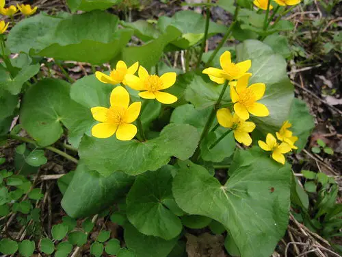 Best Ohio Flowers 2