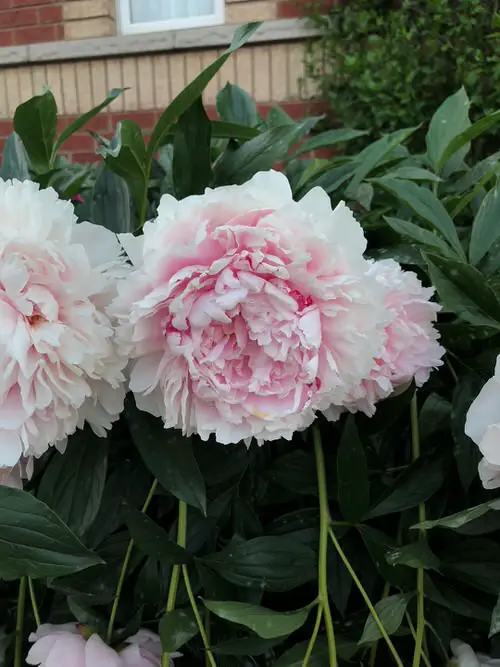 Beautiful Types of Purple Peony 10