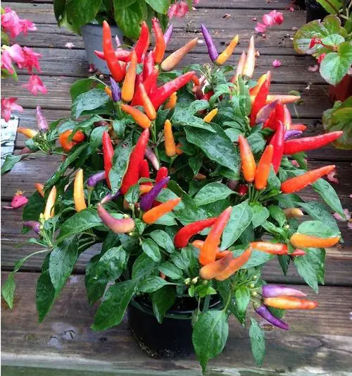 Amazing Varieties of Ornamental Peppers