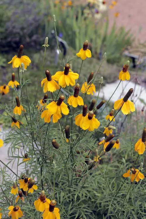 Best Flowers that Thrive in Poor Soil 4
