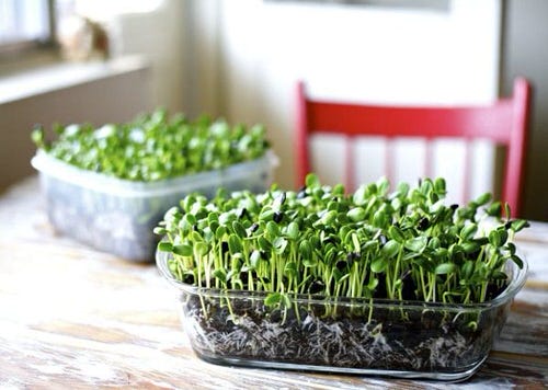 Fast Growing Leafy Green Vegetables indoor