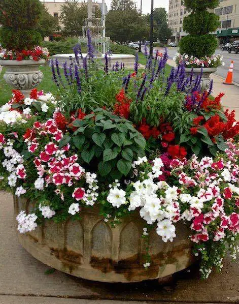 Incredible Combinations with Petunias 5