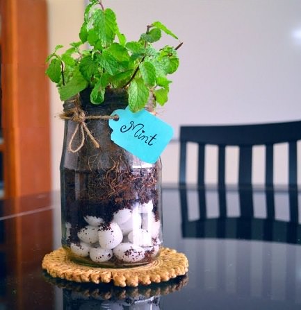 Herbs You Can Grow in Big Wine Glasses & Mason Jars 4