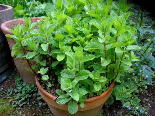Best Herbs to Plant with Tomatoes 7
