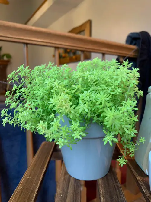 Most Popular Sedums You Can Grow as Houseplants 3